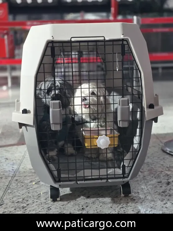 Yurt dışına köpek taşıma